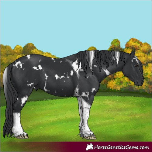 Horse Color:White Spotted Black Tobiano 