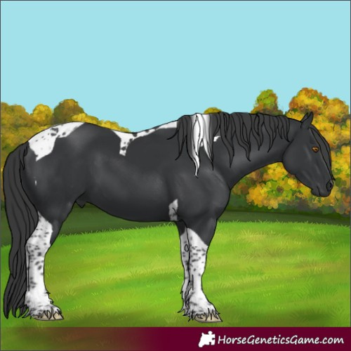 Horse Color:Black Tobiano 