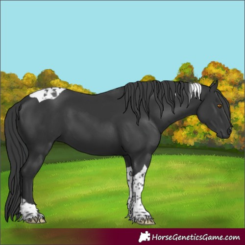 Horse Color:Black Tobiano 