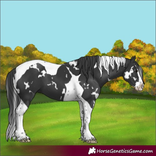 Horse Color:White Spotted Black Splash Tobiano