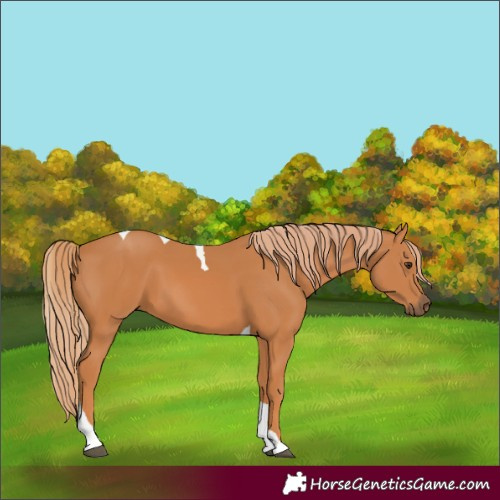 Horse Color:Unknown 