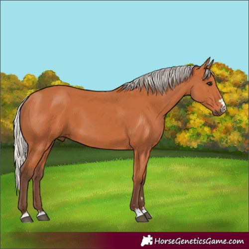 Horse Color:Silver Bay 