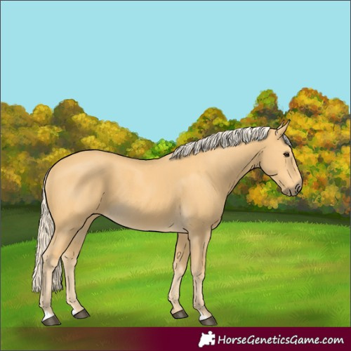 Horse Color:Palomino 
