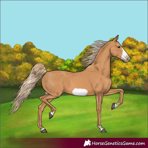 Horse Color:Unknown 