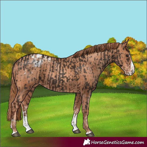 Horse Color:Liver Chestnut Sabino Splash Varnish  and Gold Champagne Sabino Splash Varnish 