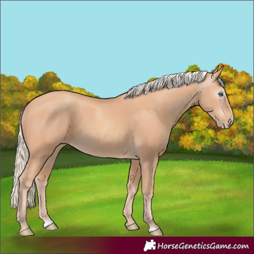 Horse Color:Unknown 