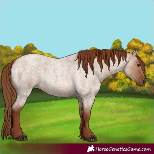 Horse Color:Red Dun Roan 