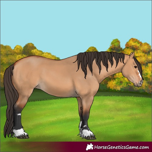 Horse Color:Bay Dun 
