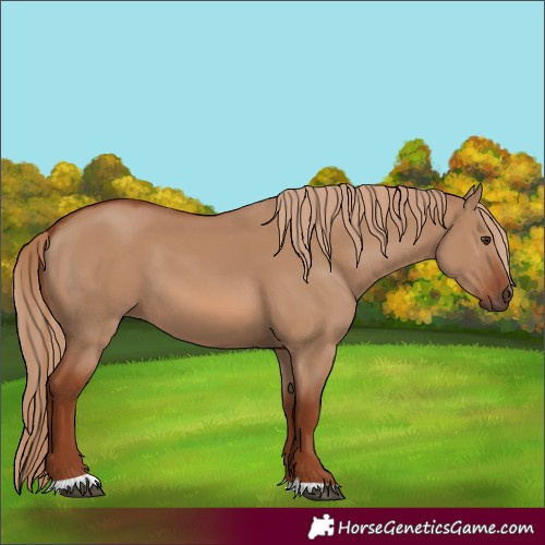 Horse Color:Red Dun 