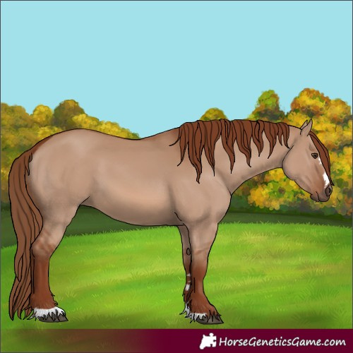 Horse Color:Red Dun 