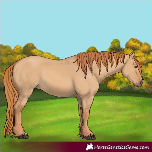 Horse Color:Red Dun 