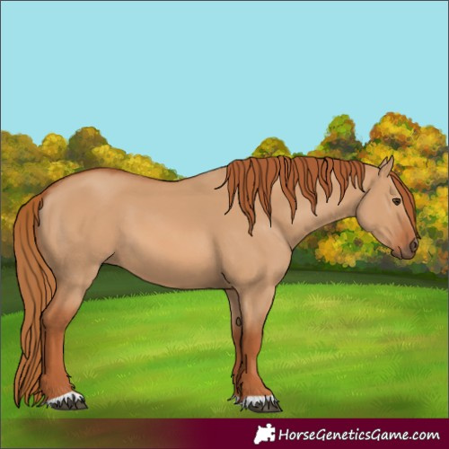 Horse Color:Red Dun 