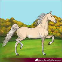 Horse Color:Palomino Dun Tobiano