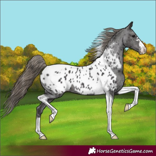 Horse Color:Smoky Black Tobiano Appaloosa 