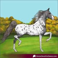 Horse Color:Smoky Black Tobiano Near Leopard 
