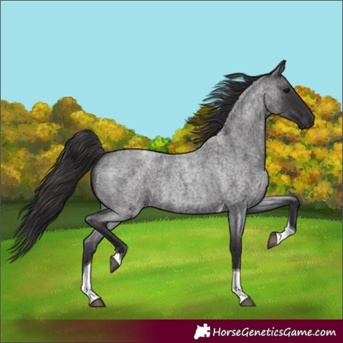 Horse Color:Smoky Blue Roan Tobiano 