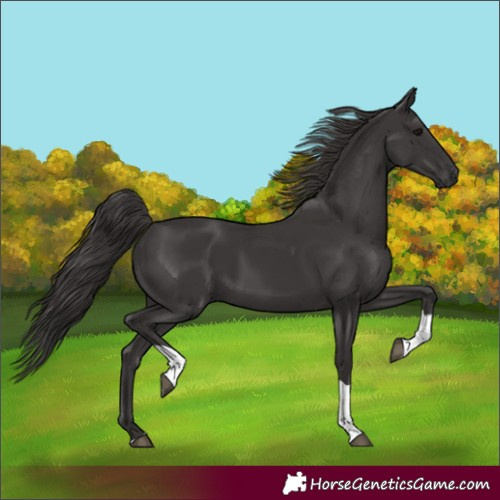 Horse Color:Smoky Black Tobiano