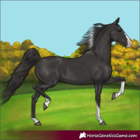 Horse Color:Smoky Black Splash Tobiano 