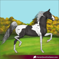 Horse Color:Smoky Black Tobiano 