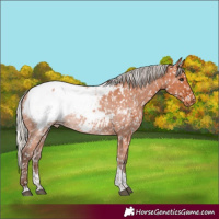 Horse Color:Silver Bay Tobiano Appaloosa 