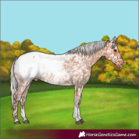 Horse Color:Silver Bay Tobiano Appaloosa 