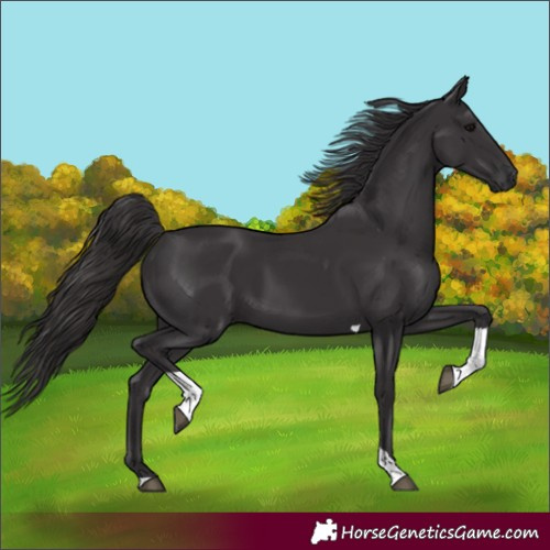 Horse Color:Smoky Black Tobiano 