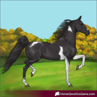 Horse Color:Smoky Black Tobiano 