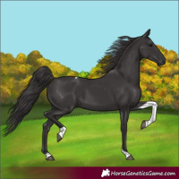 Horse Color:Smoky Black Tobiano 