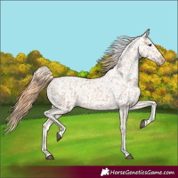 Horse Color:Chestnut Tobiano Appaloosa 