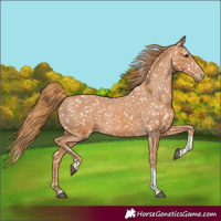Horse Color:Chestnut Tobiano Appaloosa