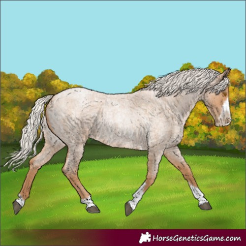 Horse Color:Unknown 