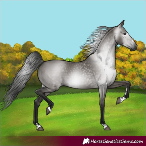 Horse Color:Gray Grullo 