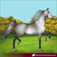 Horse Color:Gray Grullo 