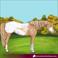 Horse Color:Chestnut Frame Appaloosa