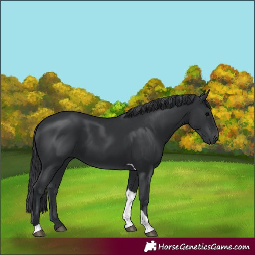 Horse Color:Unknown 