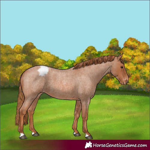 Horse Color:Unknown 