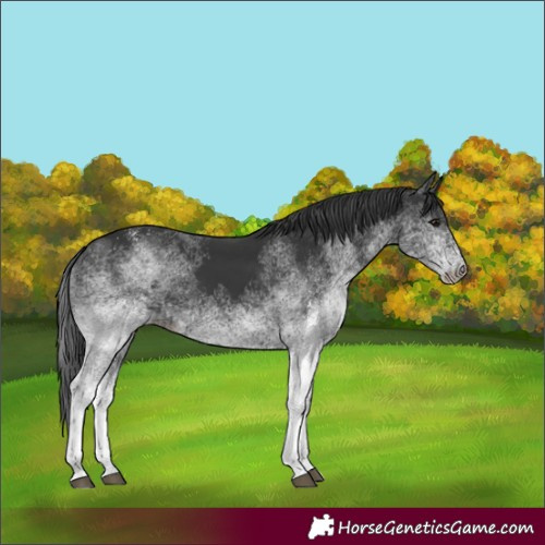 Horse Color:Unknown 