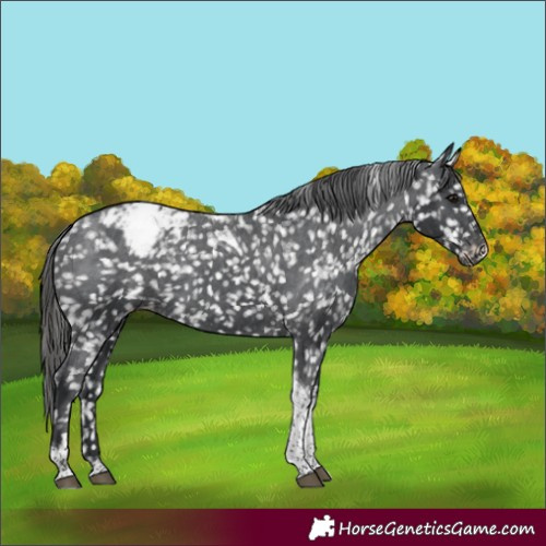 Horse Color:Black Tobiano Appaloosa