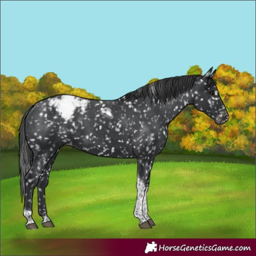 Horse Color:Black Tobiano Appaloosa 