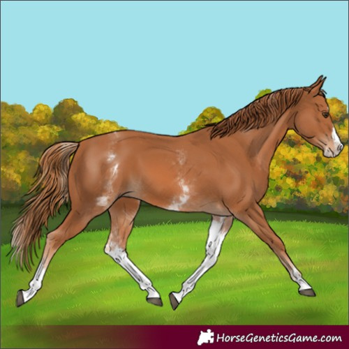 Horse Color:White Spotted Chestnut Splash 