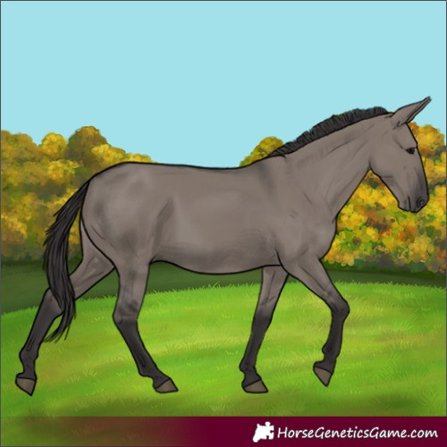 Horse Color:Smoky Grullo 
