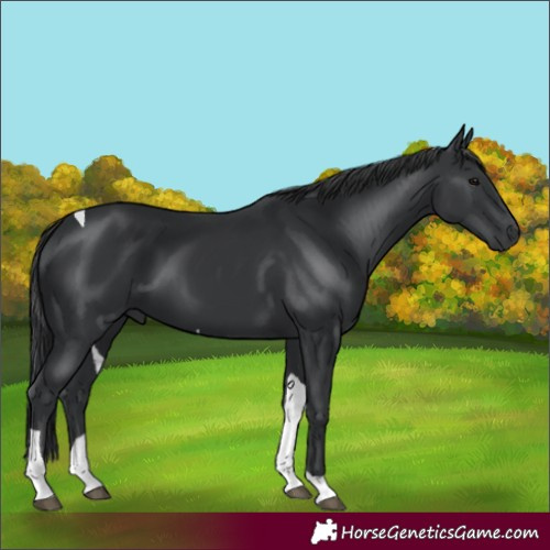 Horse Color:Black Tobiano 