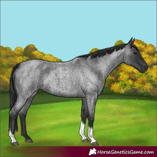 Horse Color:Blue Roan Tobiano 