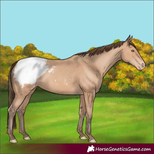 Horse Color:Amber Champagne Snowcap
