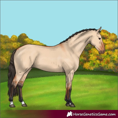 Horse Color:Bay Dun