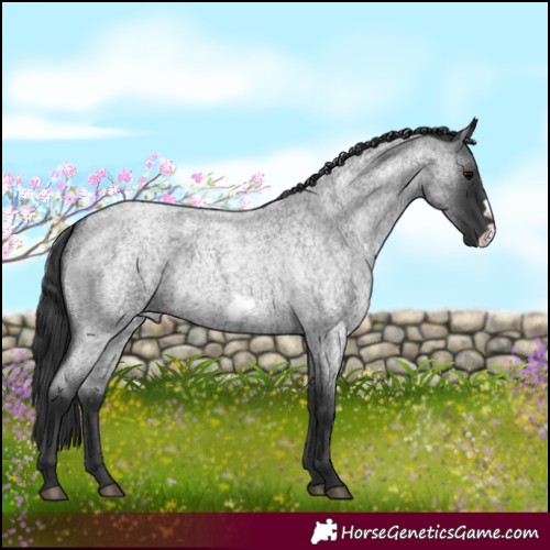 Horse Color:Blue Roan Frame 