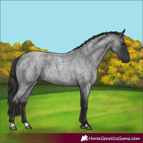 Horse Color:Blue Roan 