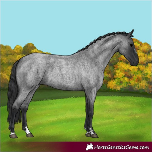 Horse Color:Blue Roan 