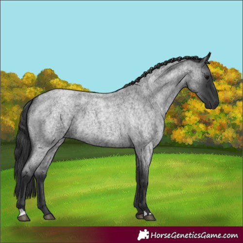 Horse Color:Blue Roan 