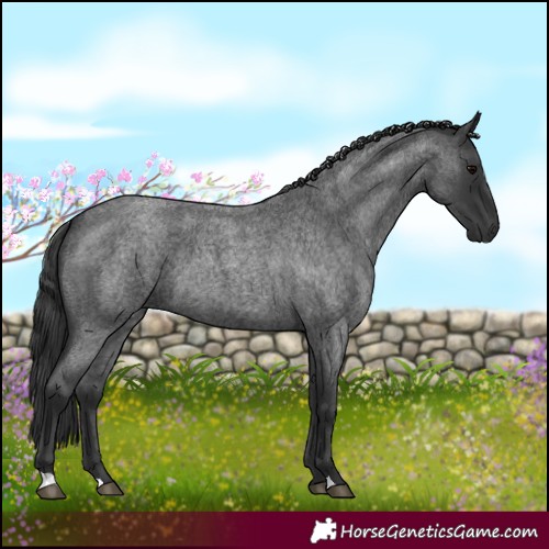 Horse Color:Blue Roan 